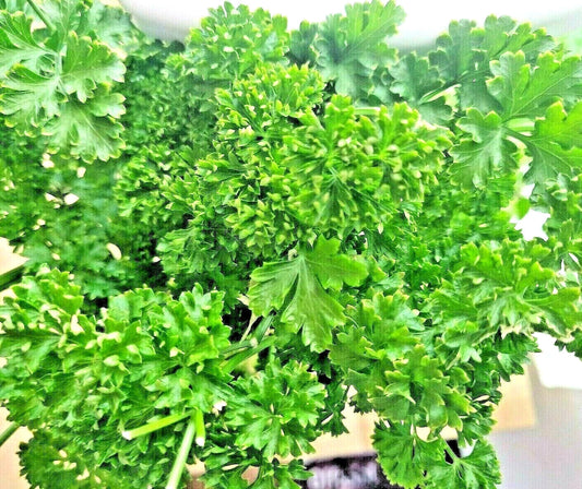 Parsley Seeds - 2000+ Non-GMO Heirloom Curled Greens - Petroselinum crispum - Herb Garden Vegetable