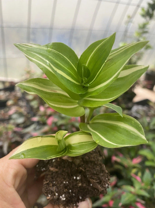 Rooted Cutting Tradescantia Fluminensis Live Houseplant - Green Indoor Plant for Home Decor