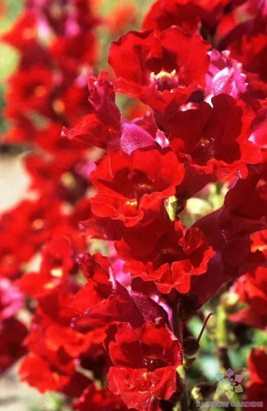 La Bella Red Snapdragon Seeds - 1000+ Bulk Pack for Garden Planting - Antirrhinum majus - USA