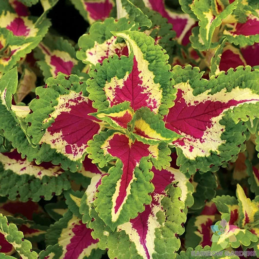 Coleus Seeds - 25+ Wizard Rose Variety - Perfect for Garden Planting - Free Shipping - [Solenostemon scutellarioides]