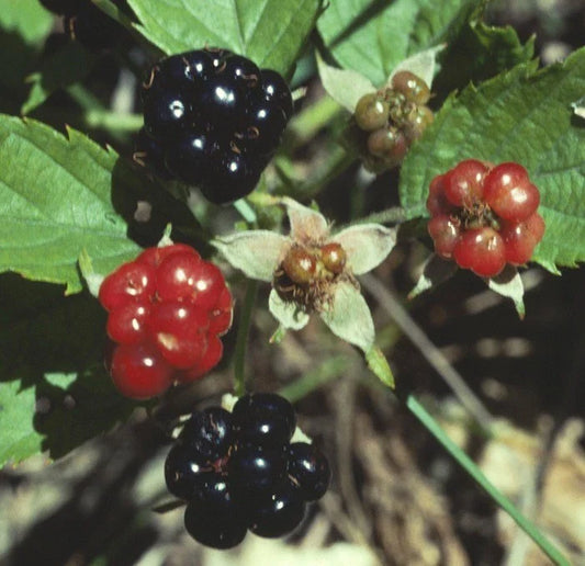 Swamp Dewberry Bare Root Plants - Wild Native Low Grow Edible Fruit Bush/Shrub - Rubus caesius
