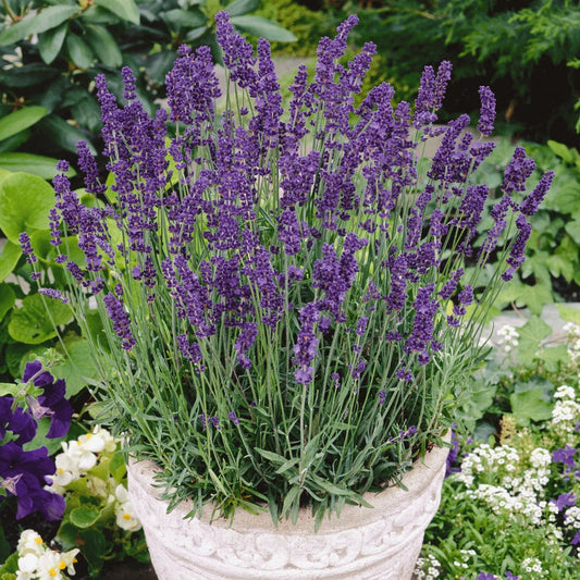 Vera Lavender Seeds 500+ | Perennial Flower Seeds | Lavandula angustifolia | USA Free Shipping