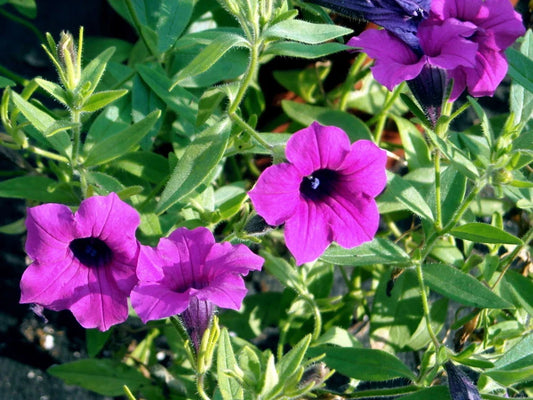 Wild Petunia Seeds - 35 Pack - Purple Flower, Fragrant (Ruellia humilis) - Buy Any 15, Ships Free