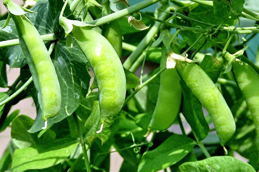 Sugar Snap Pea Seeds, Heirloom NON-GMO, Original Variety, Pisum sativum, Free Shipping