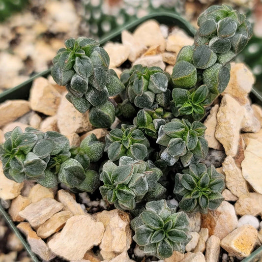 Peperomia Columella Cactus Plant - Live Succulent - Unique Green Variety - Real Indoor Houseplant