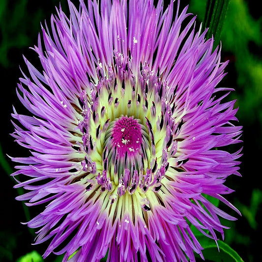 25 American Rose Basket Flower Seeds - Centaurea americana - Cold Hardy Garden Plant for Vibrant Outdoor Displays