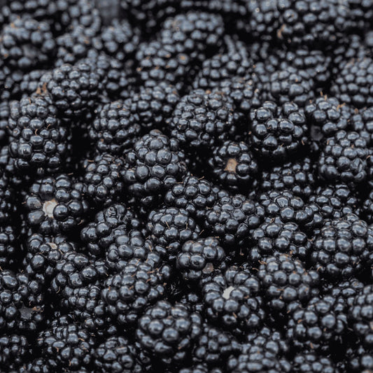 Prime-Ark Blackberry Bare Root Plug - 1-Year-Old Plant - Rubus fruticosus