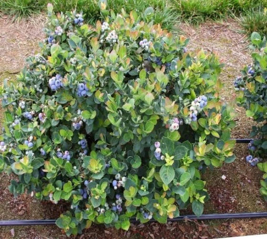 Dwarf Blueberry Plant - 1 QT - Top Hat Variety - Vaccinium - Live Plant in Fabric Grow Bag