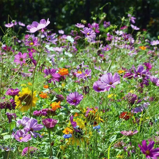 Wildflower Seed Mix - Butterfly & Hummingbird Heirloom - Non-GMO - 1000+ Seeds - USA Native Flowers