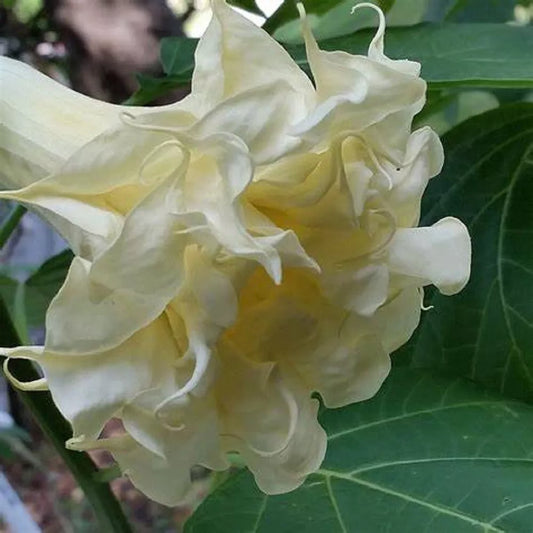 Triple Cream Angel Trumpet Seeds - Brugmansia Datura - 10 Premium Flower Seeds for Garden Enthusiasts