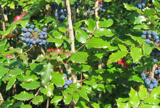 Tall Oregon Grape Seeds, 20 Seeds, Mahonia aquifolium, Native Evergreen Shrub with Edible Berries