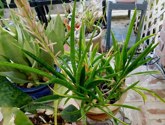 Sansevieria Aethiopica Bowstring Hemp Plant - Bare Root Sanseveria for Indoor Air Purification
