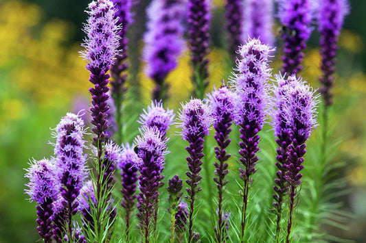 Liatris Spicata Seeds - 175 Pack - Blazing Stars - Perennial Flower Seeds - Native Wildflower