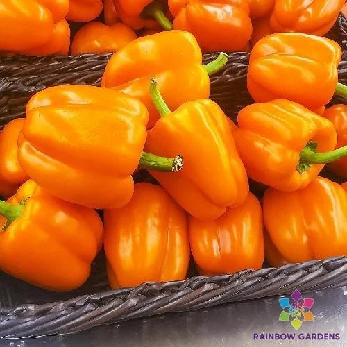 Orange King Sweet Pepper Seeds - 25+ Pack for Garden Planting - Capsicum annuum - USA Grown