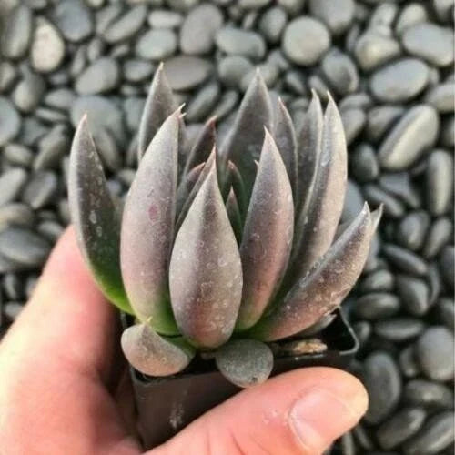 Echeveria Affinis Black Knight Succulent Starter Plant - Rooted, Unique Color, Perfect for Indoor or Outdoor Gardens