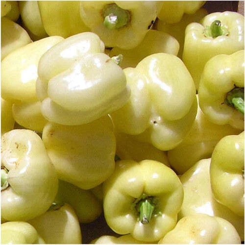 White Bell Sweet Pepper Seeds 20+ Count, Capsicum Annuum, Non-GMO Vegetable, USA, Free Shipping