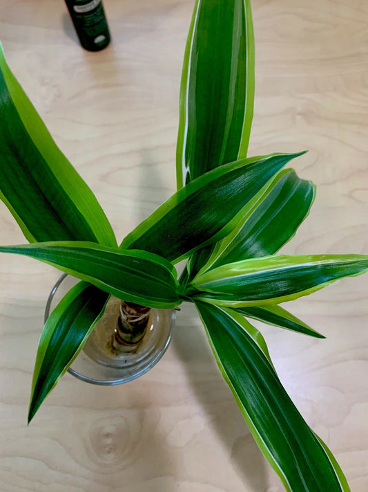 Dracaena Fragrans Corn Plant Houseplant, 8” Tall, Thick Stem, Fragrant Bloomer, Indoor Plant
