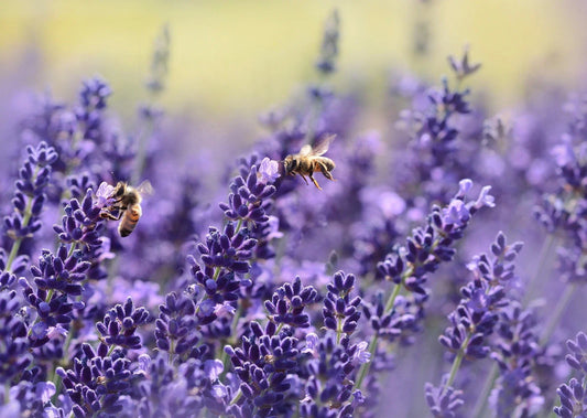 Lavender Seeds - Vera English - Non-GMO - Various Sizes - Lavandula angustifolia - Free Shipping