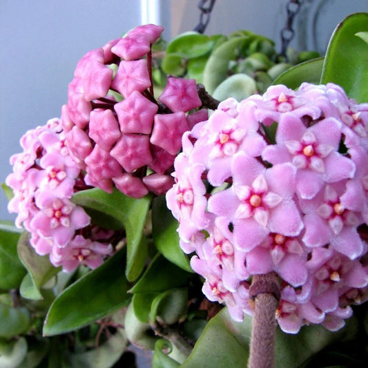 Hoya Carnosa Compacta Krinkle Kurl Hindu Rope Plant - Bare Root, Six Inches - Unique Variegated Houseplant