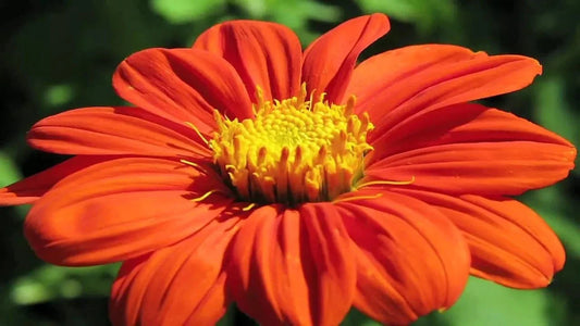 Mexican Torch Sunflower Seeds - 200+ Fresh Seeds for Bees, Butterflies, Hummingbirds - Helianthus annuus