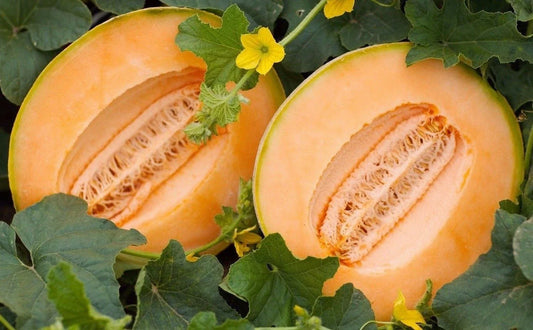 Delicious 51 Melon Seeds, Cantaloupe, Non-GMO Variety Packet, Cucumis melo, Home Garden, Free Shipping