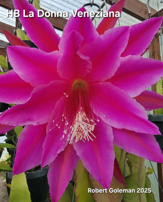 Epiphyllum Cutting - Unrooted HB La Donna Veneziana - Exotic Cactus Variety - 2025 Introduction
