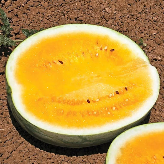 Orange Krush Watermelon Seeds - Heirloom, Non-GMO, Fresh, Rare - Citrullus lanatus