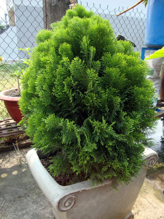 Oriental Arborvitae Seeds - 30 Count - Platycladus orientalis - Hardy Evergreen Tree Seeds for Landscaping and Privacy