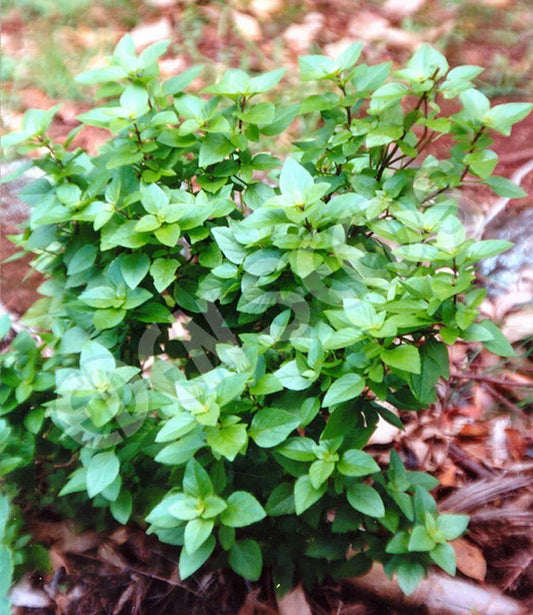 Dwarf Greek Basil Plant - RARE Non-GMO Varieties - Sizes Available - Ocimum basilicum