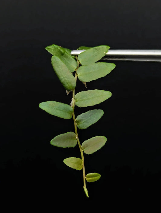 Marcgravia sp. Rio El Trece Cutting | 10-Leaf Terrarium Plant | Unique Puerto Rico Variety