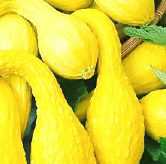 Crookneck Golden Summer Squash Seeds | Heirloom NON-GMO | Fresh Garden Seeds | Cucurbita pepo