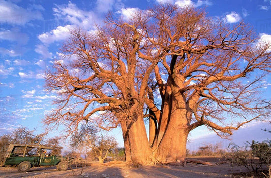 African Baobab Seeds, 10 Count, Adansonia digitata, Drought-Tolerant Tree, Unique Landscape Plant