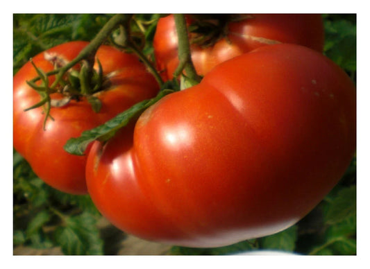 Mortgage Lifter Tomato Seeds, Enormous Beefsteak, NON-GMO, Heirloom Variety, Solanum lycopersicum
