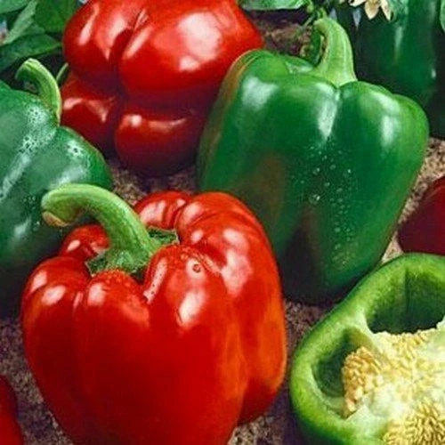 California Wonder Bell Pepper Seeds - Heirloom Non-GMO - 300 Count - Capsicum annuum