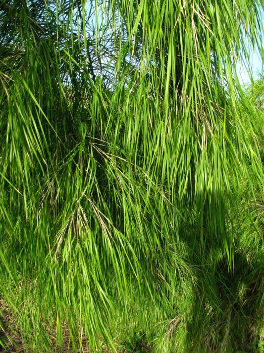 Mexican Weeping Bamboo Seeds - 100 Perennial Ornamental Seeds for Privacy - Bambusa vulgaris - US Seller