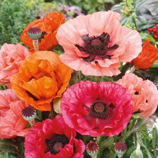Landscaper's Pack Poppy Seeds - Mixed Red Perennial Papaver, Non-GMO, 2000 Seeds for Garden Planting