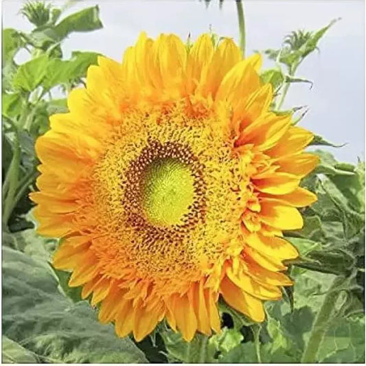 Double Sun Sunflower Seeds - 50+ Large Bold Color - Unusual Rare Varieties - Helianthus annuus