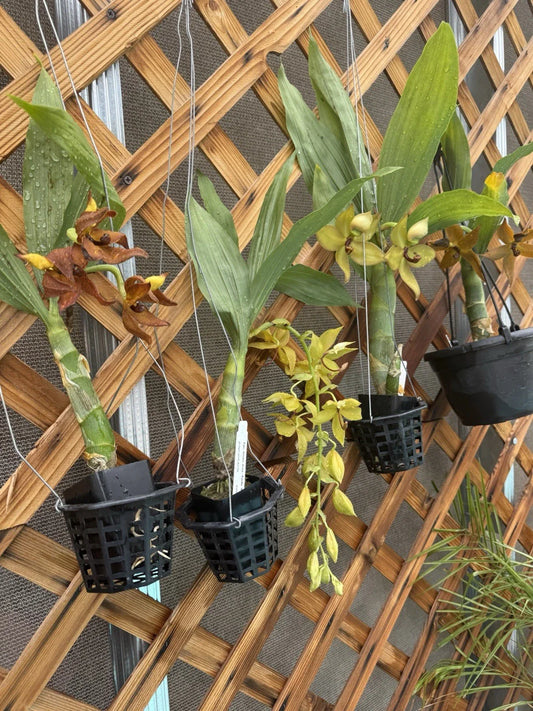 Orchid Plant Cynoches - Small Side Bulb - No Bloom - Choice of Color - Cynoches Species