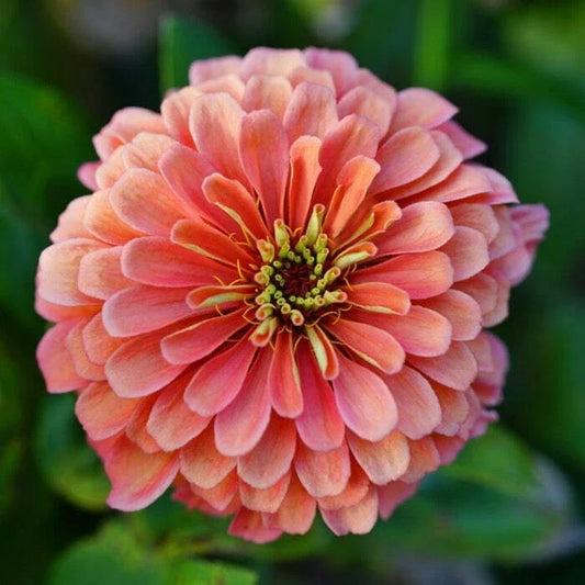 Zinnia Seeds 100+ Coral Elegans Cut Flower, Attracts Butterflies & Bees, USA Grown, Free Shipping