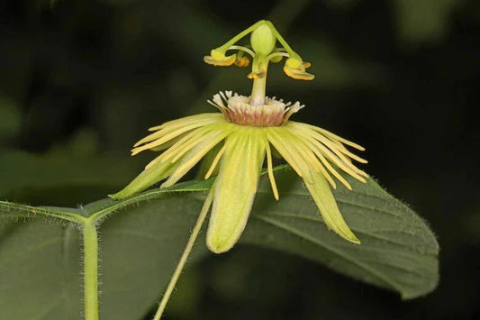 Yellow Passiflora Passion Fruit Starter Plant - Small Rooted Vine, Edible Fruit, Tropical Garden, Passiflora edulis