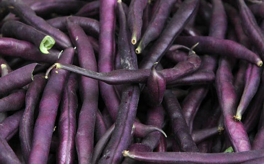Royal Burgundy Bean Seeds 50 Ct - Purple Heirloom Vegetable - Phaseolus vulgaris - USA, Free Shipping