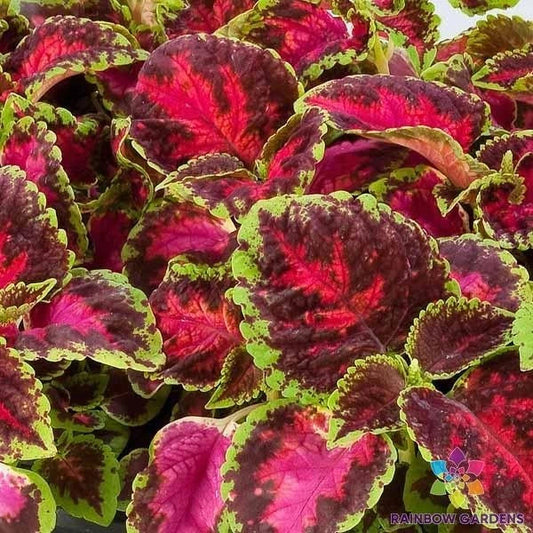 Coleus Seeds - 25+ Fairway Rose Variety - Perfect for Garden Planting - USA Grown
