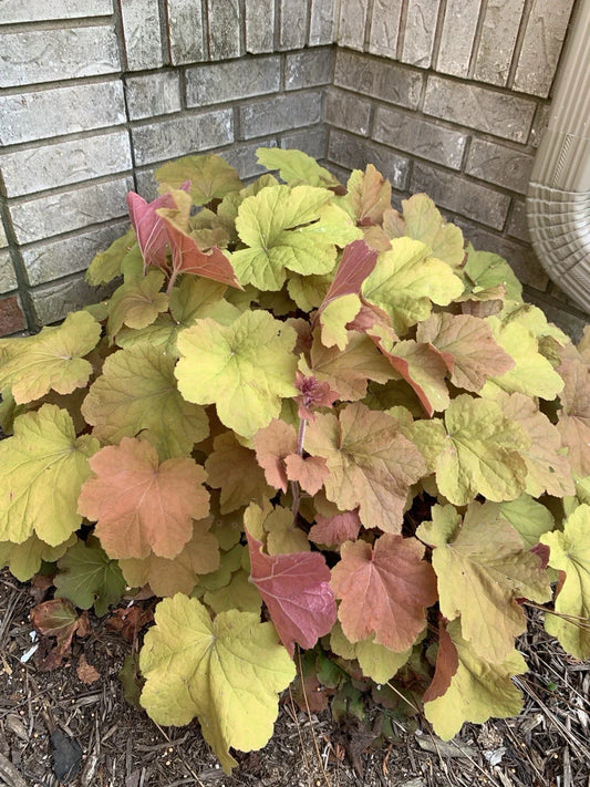 Coral Bells Live Plant - Gold Yellow Orange Velvet - Heuchera spp. - Bare Root 1pc