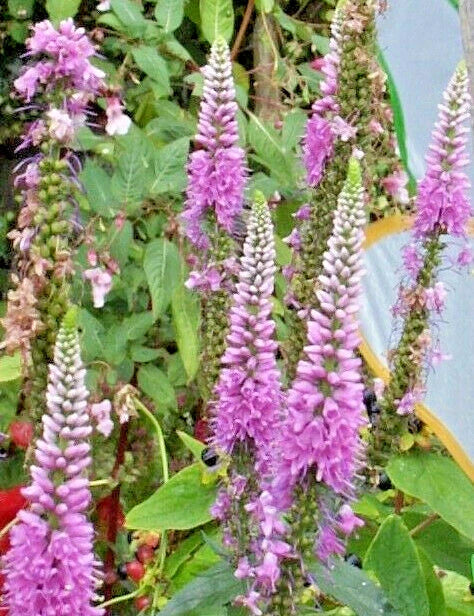 Pink Veronica Longifolia Seeds - 160 Count - Long Leaf Speedwell - Hardy Perennial - USA Seller