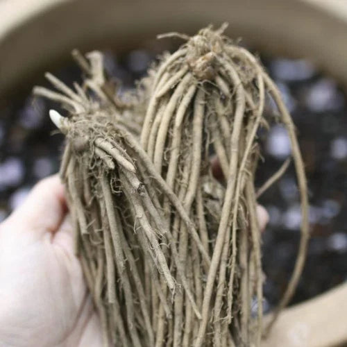 25 Bare Root Green Jersey Knight Asparagus Crowns - 2 Year Old - Hand Picked Nursery Quality - Asparagus officinalis
