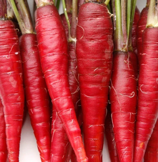 Red Carrot Seeds 500+ Atomic Variety Non-GMO Vegetable Garden Plants Daucus carota