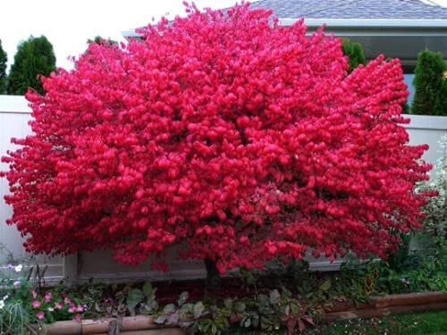 Dwarf Burning Bush Bare Root Plants - 10 Pack - Euonymus alatus 'Compactus' - Hardy Ornamental Shrubs for Landscaping