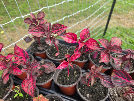 Live Rooted Starter Plant - Lysine Chicken Gizzard/Bloodleaf - Iresine herbstii