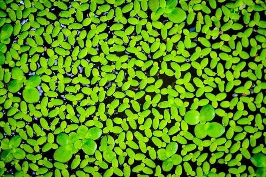 Duckweed Live Plant 2000 Count - Easy Aquatic Plant for Aquarium & Pond (Lemna minor)
