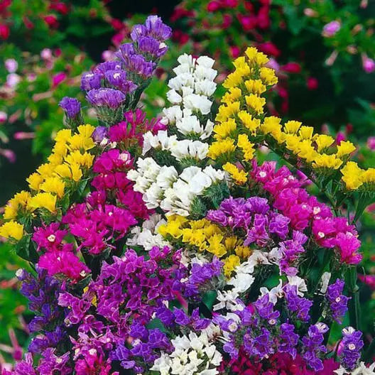 Statice Seeds PACIFIC MIX Non-GMO Traditional Cut Flowers for Dried Arrangements Limonium sinuatum 100 Seeds